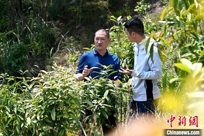 張高漢向參訪者介紹金花茶種植情況?！埥鸫?攝